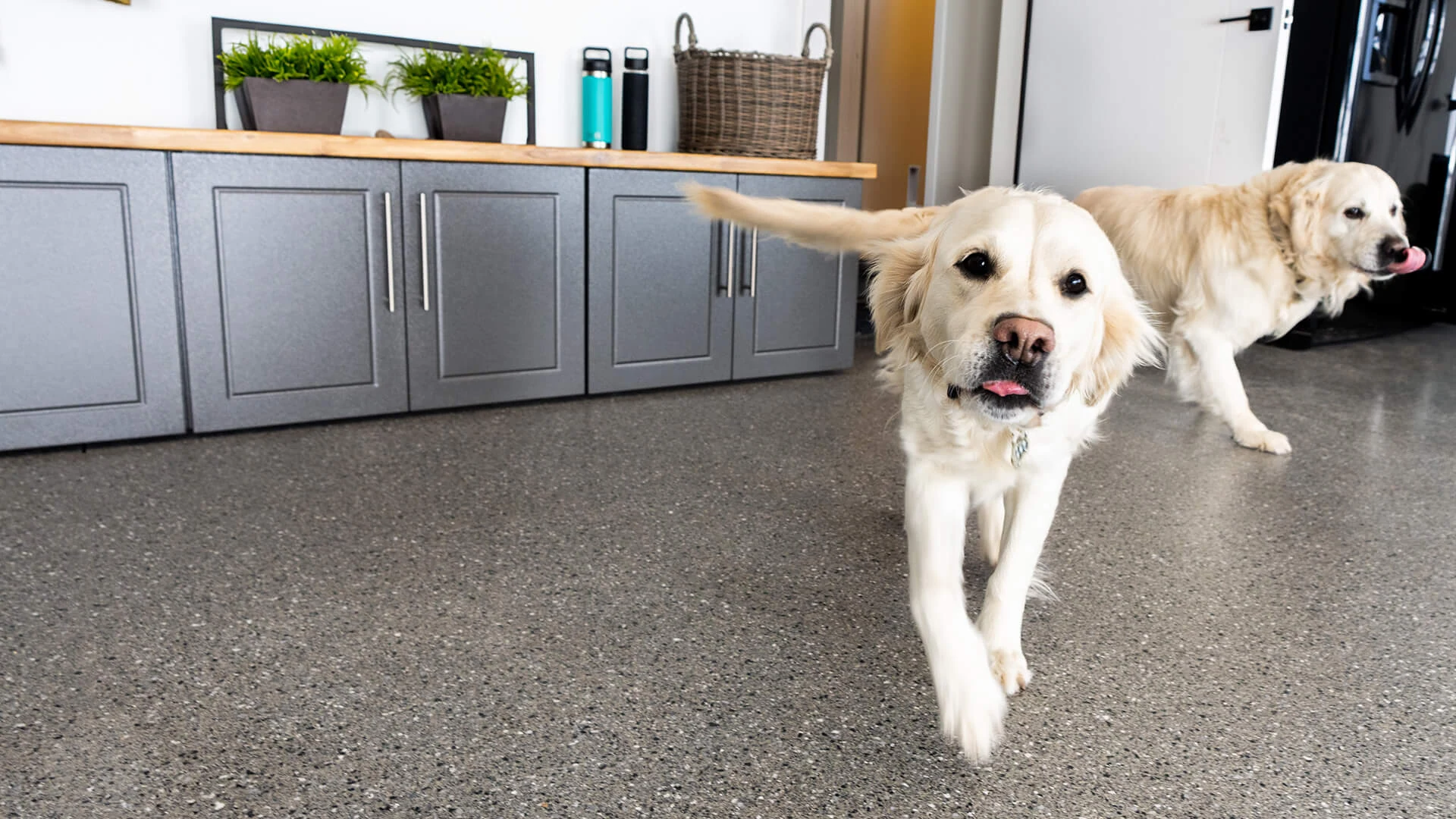Two golden retrievers running across a freshly coated flake concrete garage floor.